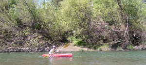Spring run on the Russian River