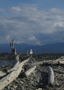 Gull views the mountains